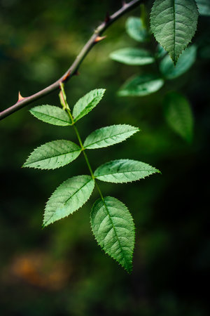Green Leaf and Thorn on a Rainy Day