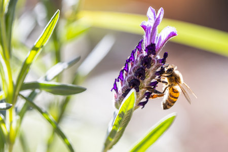 Close up shot of an European Honey Bee visiting an English Lavender plant on a sunny day