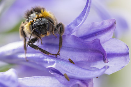 Close-up face to face with a bee sitting on the blossom of an Agapanthus flower