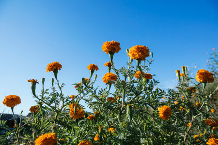 Flowers of "cempasuchil" or marygold used for mexican altars at Day of the Dead celebrations on a field.の写真素材
