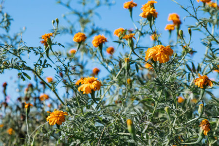 Flowers of "cempasuchil" or marygold used for mexican altars at Day of the Dead celebrations on a field.の写真素材