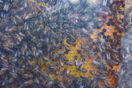 Close-up of bees producing honey in a comb. Seen through a glass. Selective focus.