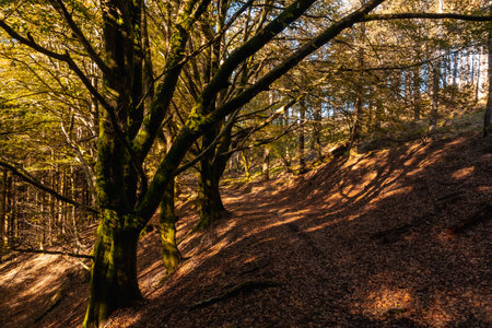 Artikutza natural park trail on an autumn afternoon, Gipuzkoa. Basque Countryの写真素材