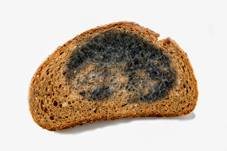 Moldy slice of rye bread isolated on a white backgroundの写真素材