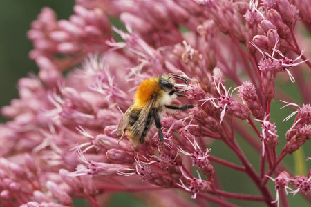 Closeup on the common carder bee, Bombus pascuorum, sitting in the pink flowers of Eupatorium...