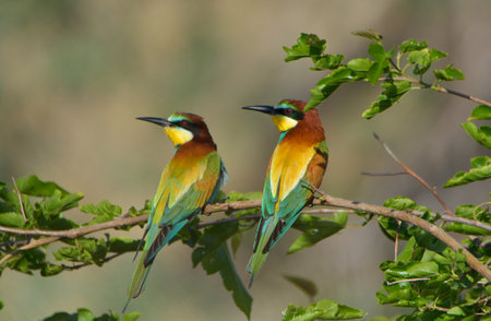 European bee-eater (Merops Apiaster) outdoor