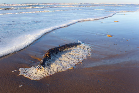 branch of a tree on the shore of a beach covered by sea foamの写真素材