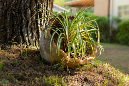 Rustic pot in a garden with a Chlorophytum comosum plantの写真素材