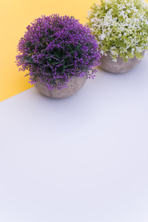 flowering plant in a terracotta vase with white lilac flowers on a white yellow background with copy spaceの写真素材