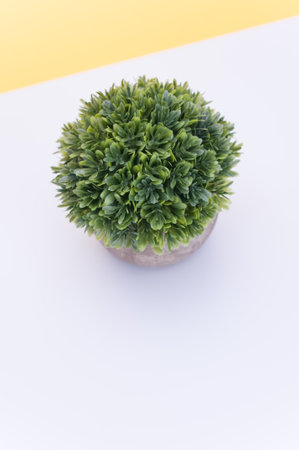 flowering plants in a terracotta vase with white flowers on a white yellow background with copy spaceの写真素材