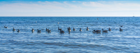 Many seagulls on the Baltic coast near Dahme, Germany