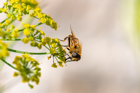 A bee on a fennel flower to collect pollen in summerの写真素材