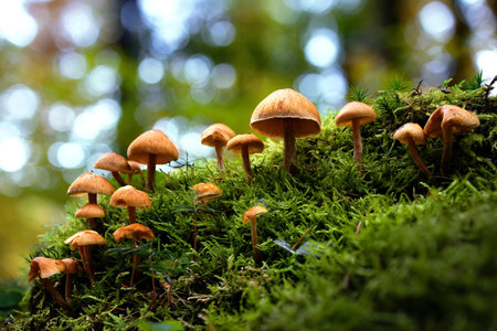 mushrooms growing on moss
