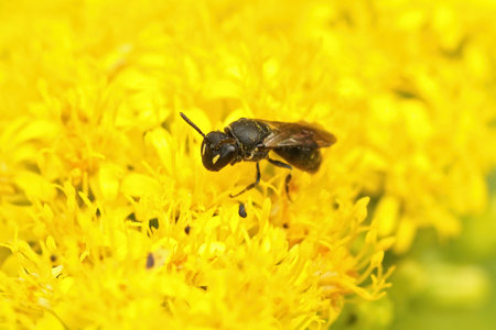 Closeup of a female yellow masked solitary bee, Hylaeus, on a flower