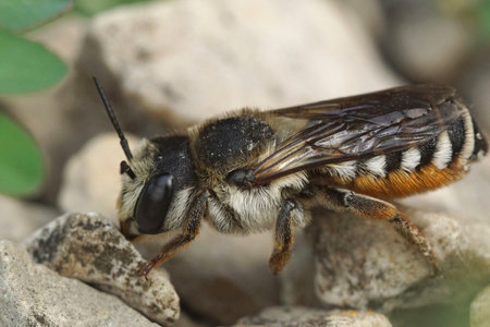 With her white dorsal hairs and orange belly brush, this fresh emerged French leafcutter bee ,...