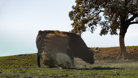 Spanish fighting bull in the field ready for bullfightingの写真素材