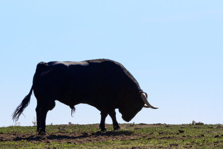 Spanish fighting bull in the field ready for bullfightingの写真素材