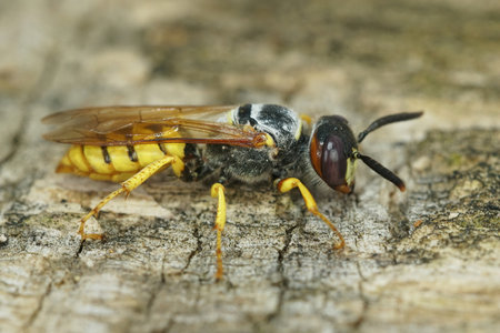 Close up of the head of a  European beewolf, Philanthus triangulum on a piece of woodの写真素材