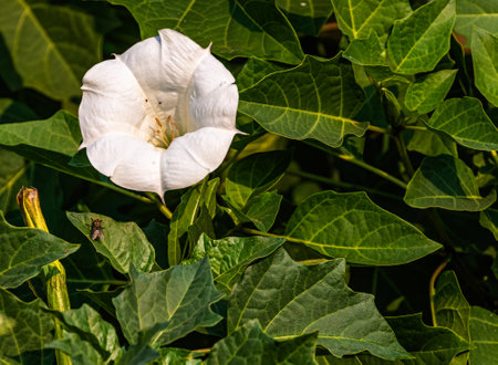A flower of Datura Metel a closer view in the garden