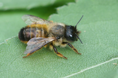 A female horned mason bee, Osmia bicornis resting on a green leaf in the garden
