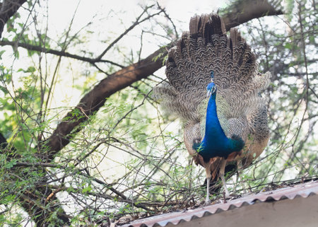 Dancing peacock on a roof without its long feathers which were yet to grow again. Peacock change it...