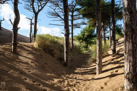 Pine trees in the woods within sand dunes Formbyの写真素材