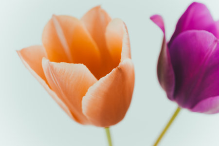 close up of orange and magenta tulips on a white backgroundの写真素材