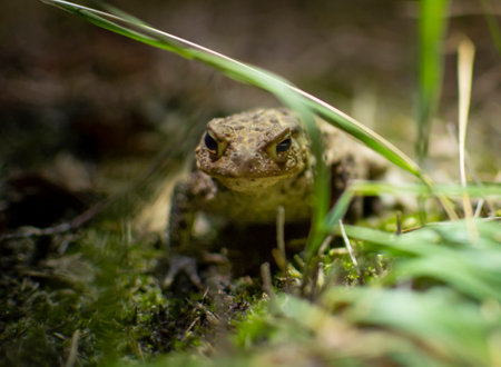 Natterjack toad, Epidalea calamita hiding in the grass of Kalmthout Heath. Night shot.の写真素材