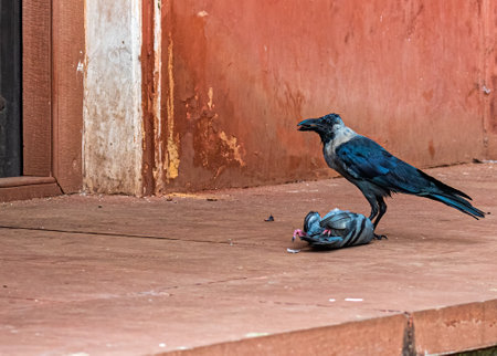A crow sitting over a dead pigeonの写真素材