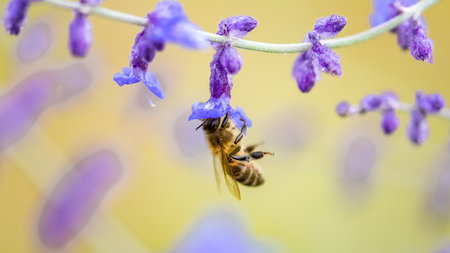 A bee on a purple flower to collect pollen in summerの写真素材