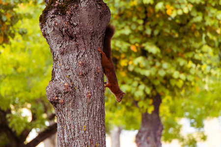 I'm still preparing my camera for a visit in the castle garden. But already on the way there I regocnize a few squirrels on the trees. In a rush I prepare my camera to get a nice shot before the run away from the children who also saw them and run to the trees. Out of a few pictuers I got one lucky shot when one of the squirrel was checking out the situation and stopped moveing so quick.

#CHBPhotographyの写真素材