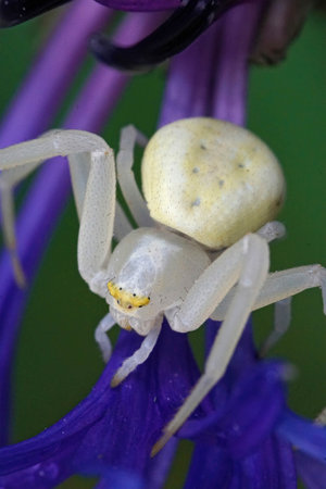 Closeup of a white flower crab spider, Misumena vatia unsuccesfully  trying to hide in a  mountain cornflower, Centaurea montanaの写真素材