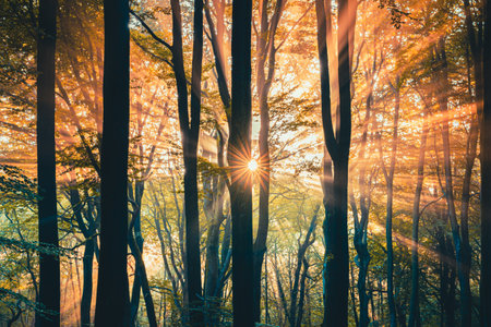 Light haze or morning fog. Sun shines through the trees in a forest. Sunny magical forest in the rays of the rising sun in the morning time. Sun rays emerging though the green trees.の写真素材