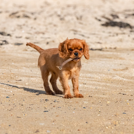 A dog cavalier king charles, a ruby puppy running on the beachの写真素材