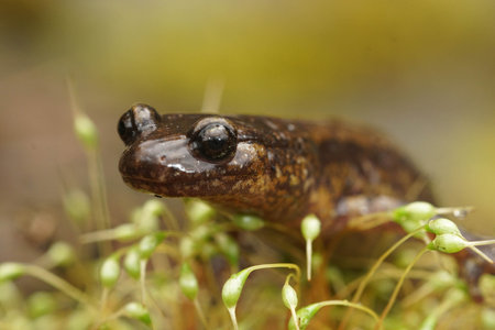 Close up of a gravid female of Dunn's salamander, Plethodon dunni in the Columbia river Gorge, Oregonの写真素材