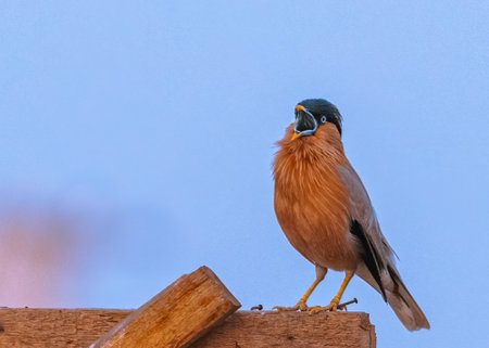 Brahminy Starling loud and clear with full mouth open