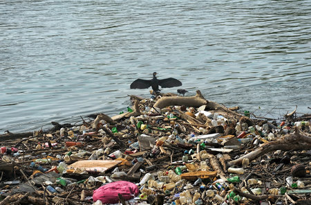 Cormoran drying wings on an Island of garbageの写真素材