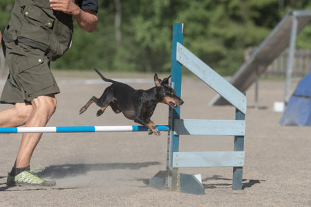 Manchester Terrier jumps over an agility hurdle in agility competitionの写真素材