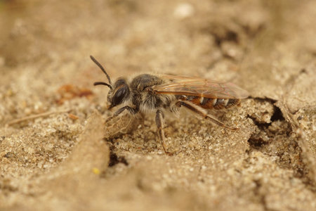 Closeup of a female red bellied miner , Andrena ventralis on the groundの写真素材