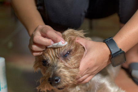 Woman wiping her dog's eyes. Woman cleaning her yorkshire terrier's eyes with her hands.