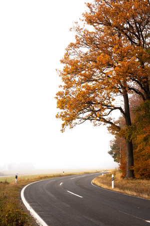 curvy road and a forest on a foggy autumn day