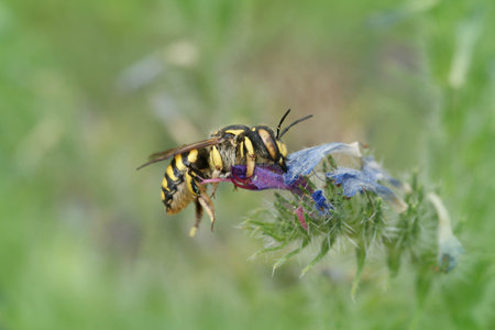 Close up of the Florentine woolcarder bee, Anthidium florentinum on a purple Vipers bugloss flower , Echium vulgareの写真素材