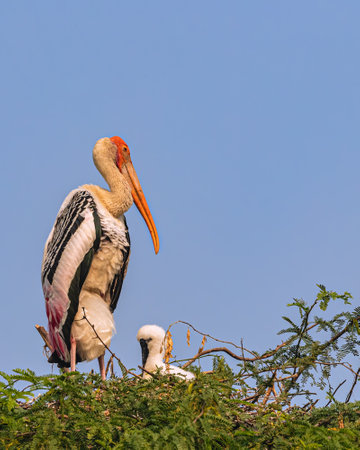 A Painted stork with its juvenile in its nest on a treeの写真素材