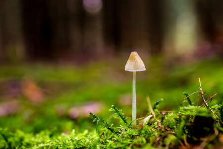 Mushrooms on moss in a forestの写真素材