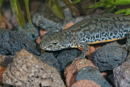 Closeup on a female alpine newt, Ichythyosaura alpestris, underwater on gravel