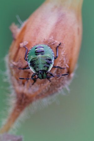 Vertical closeup on a nymph of the green shieldbug, Palomena prasina in the garden