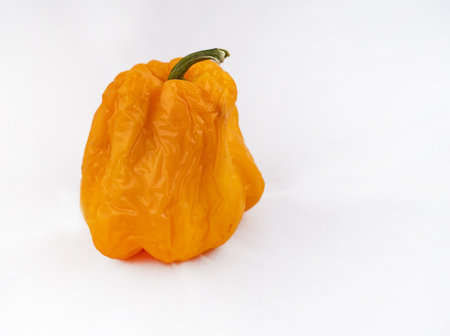 Shriveled fruits of yellow sweet pepper on a white background. There is a place for inserts.の写真素材