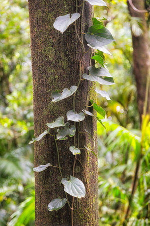 Rain forest vine near Kuranda in Queensland, Australia