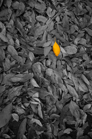 Leaves lie on the ground covering a trail at the Crescent Moon Ranch in Sedona, Arizona.の写真素材