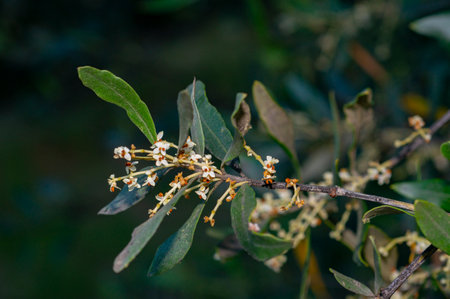 olive tree branch with flowers and leavesの写真素材